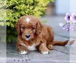 Small #4 Goldendoodle (Miniature)