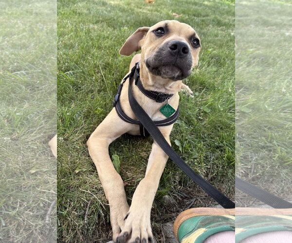 Medium Photo #1 Mutt Puppy For Sale in Clarkston, MI, USA