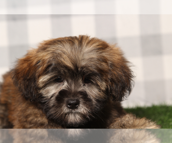 Medium Photo #3 ShihPoo Puppy For Sale in MARIETTA, GA, USA