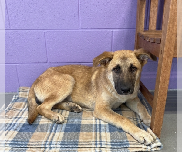 Medium Photo #2 Mutt Puppy For Sale in Genesee, WI, USA
