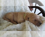 Small Photo #3 Goldendoodle Puppy For Sale in PERRYSVILLE, OH, USA