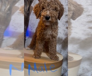 Goldendoodle Puppy for sale in LOS ANGELES, CA, USA