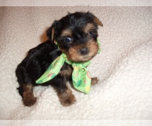 Yorkshire Terrier Puppy for Sale in JACKSON, Mississippi USA