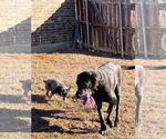 Small #5 Great Dane Mix