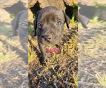 Small #1 Labrador Retriever Mix