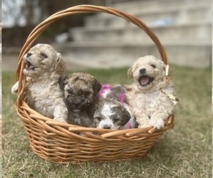 Poodle (Toy) Litter for sale in KENNESAW, GA, USA