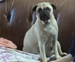 Small Photo #1 Pug Puppy For Sale in SAINT JOE, IN, USA