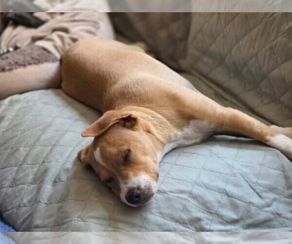 Medium Photo #6 Mutt Puppy For Sale in Mission Viejo, CA, USA