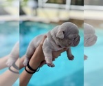 Small #1 French Bulldog
