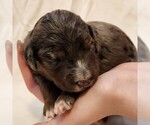 Small #2 F2 Aussiedoodle
