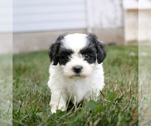 Zuchon Puppy for sale in ARTHUR, IL, USA