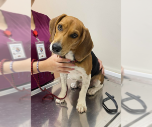 Beagle Dogs for adoption in Oak Bluffs, MA, USA