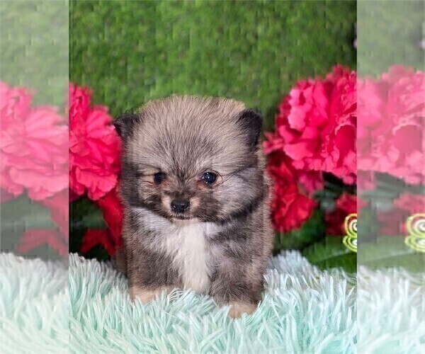 Medium Photo #5 Pomeranian Puppy For Sale in MIAMI, FL, USA