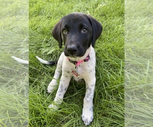 Labradinger Dogs for adoption in PRESCOTT, WI, USA