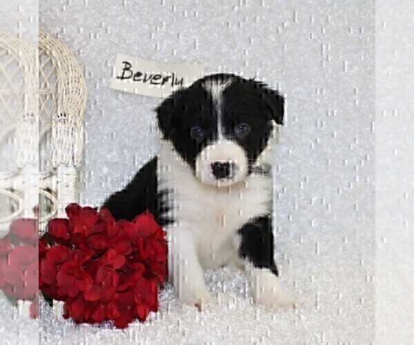 Medium Photo #2 Border Collie Puppy For Sale in STANLEY, WI, USA