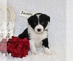 Small Photo #2 Border Collie Puppy For Sale in STANLEY, WI, USA
