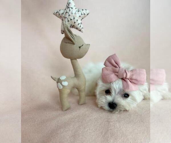 Medium Photo #3 Maltese Puppy For Sale in MIAMI BEACH, FL, USA