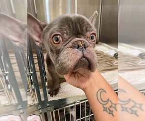 French Bulldog Dogs for adoption in New York, NY, USA