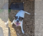 Small #6 American Pit Bull Terrier-Labrador Retriever Mix