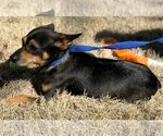 Small Photo #3 Pembroke Welsh Corgi-Unknown Mix Puppy For Sale in Yardley, PA, USA