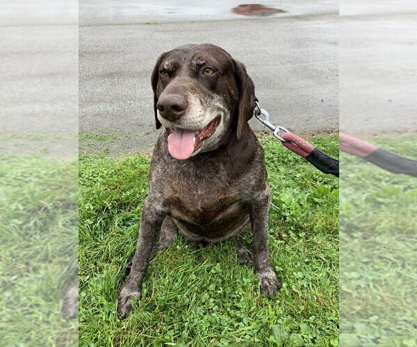 Medium Photo #3 German Shorthaired Pointer Puppy For Sale in Elmsford, NY, USA