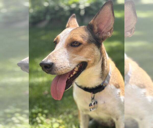 Medium Photo #1 Basenji-Unknown Mix Puppy For Sale in Minneapolis, MN, USA