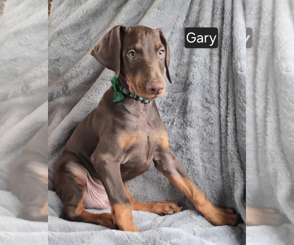 Medium Photo #7 Doberman Pinscher Puppy For Sale in POMEROY, OH, USA