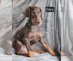 Small #6 Doberman Pinscher