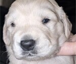Small Photo #42 Golden Retriever Puppy For Sale in MODESTO, CA, USA