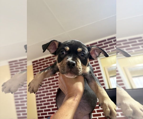 Medium Photo #4 American Bully Puppy For Sale in SEBRING, FL, USA