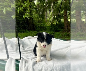 Medium Border-Aussie