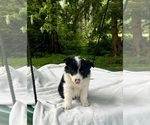 Puppy Puppy 1 Border-Aussie