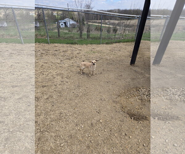 Medium Photo #2 Mutt Puppy For Sale in Maquoketa, IA, USA
