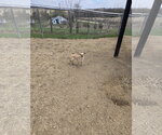 Small #1 Mutt