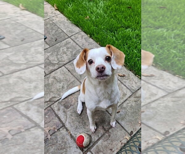 Medium Photo #2 Beagle-Unknown Mix Puppy For Sale in Genesee, WI, USA