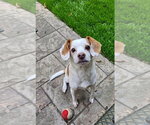 Small #1 Beagle Mix