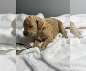 Medium Goldendoodle