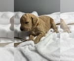 Puppy Puppy 5 Bella Goldendoodle
