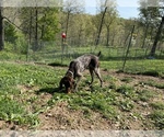 Small Photo #2 German Shorthaired Pointer Puppy For Sale in BUCKHORN, MO, USA
