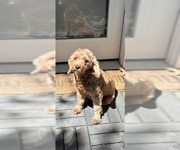 Medium Photo #5 Cockapoo Puppy For Sale in Brights Grove, Ontario, Canada