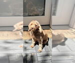 Small #4 Cockapoo