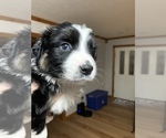 Small Photo #5 Miniature Australian Shepherd Puppy For Sale in WEST PLAINS, MO, USA