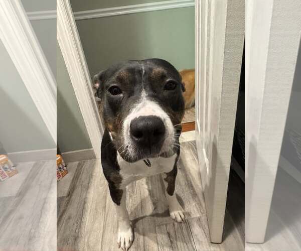 Medium Photo #4 Mutt Puppy For Sale in Woodbury, NY, USA