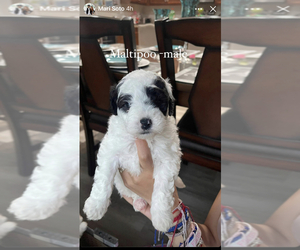 Maltese-Maltipoo Mix Puppy for sale in MANTECA, CA, USA