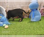 Small #6 Catahoula Leopard Dog
