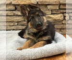Small Photo #30 German Shepherd Dog Puppy For Sale in LENOIR, NC, USA