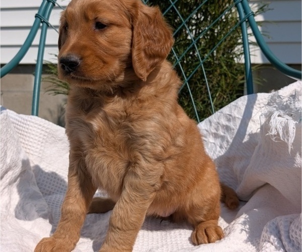 Medium Photo #9 Golden Retriever Puppy For Sale in GOSHEN, IN, USA