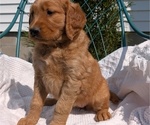 Small #8 Golden Retriever