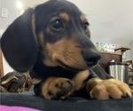 Small Photo #2 Dachshund Puppy For Sale in GUYTON, GA, USA