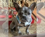 Small Photo #50 French Bulldog Puppy For Sale in BUSHKILL, PA, USA